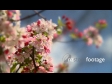 Spring Blossom 8 516